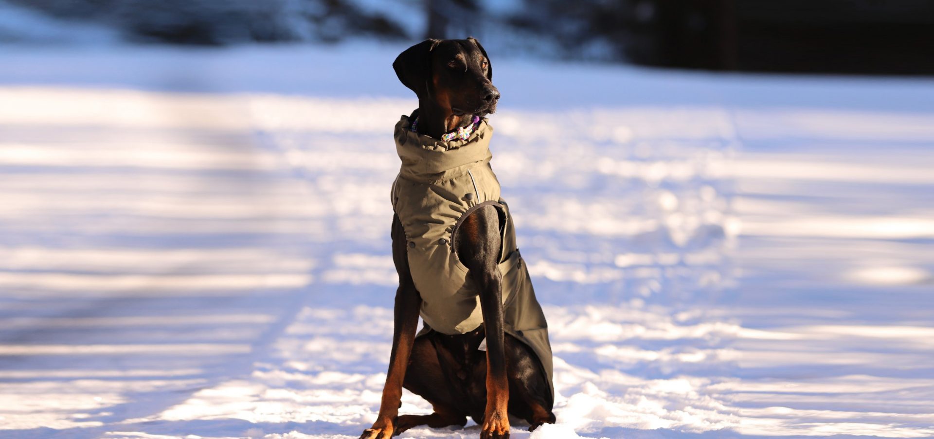 Dobermann Pablo im Wintermantel