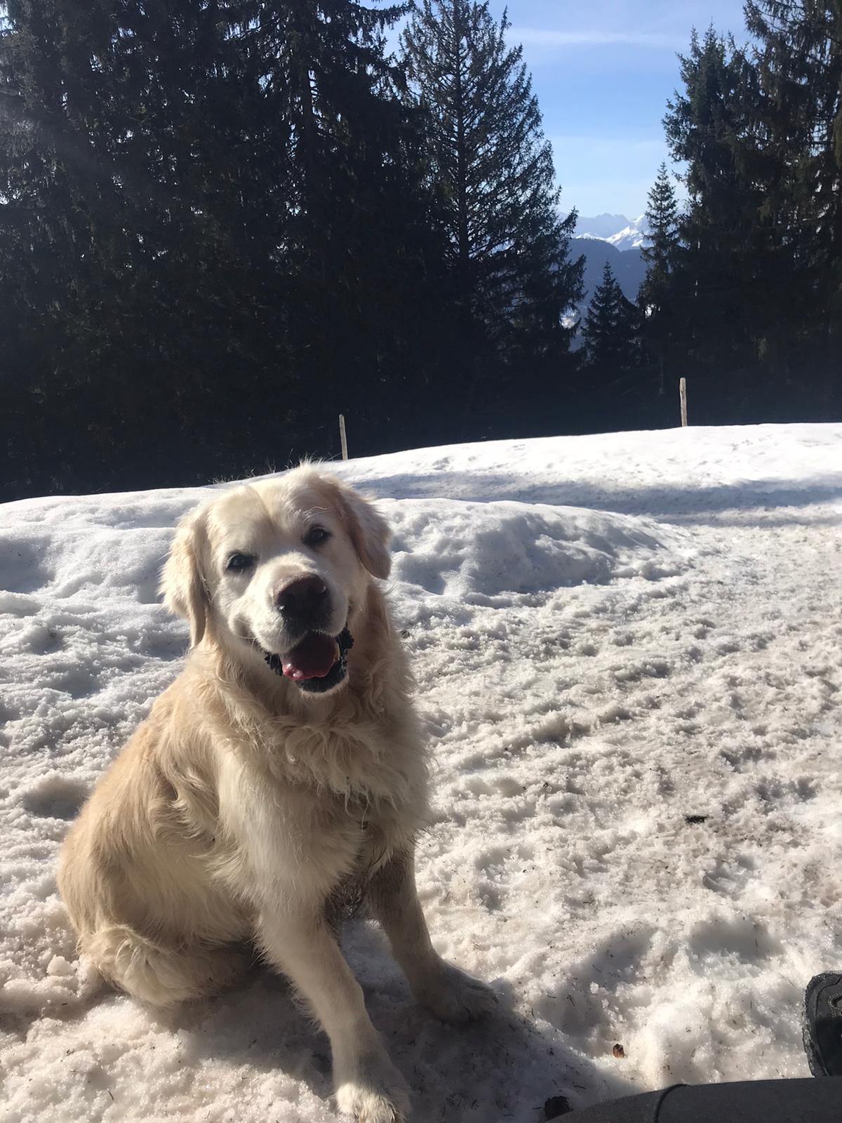 Wandern Mit Hund Hochgern Im Chiemgauer Land
