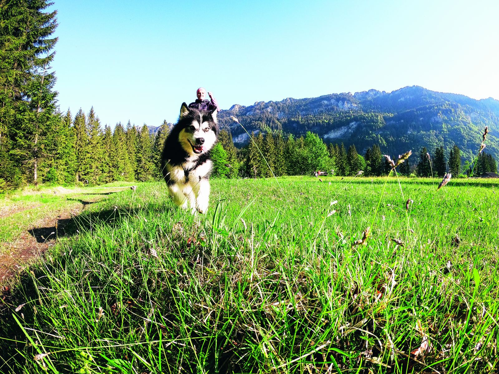 Ein Husky rennt vor Bergpanorama auf die Kamera zu. Er trägt ein Zuggeschirr, dahinter läuft eine Frau