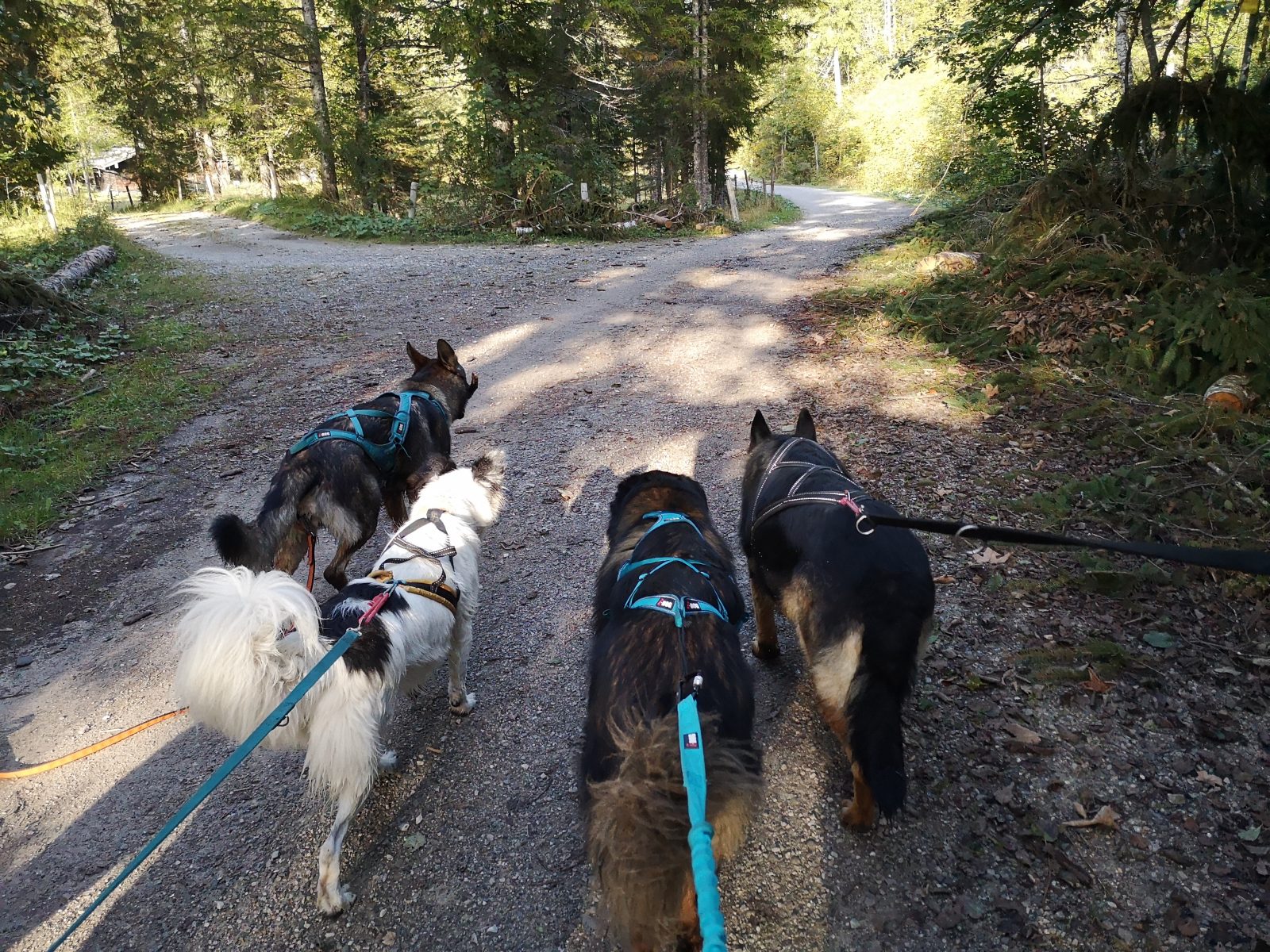 Blick nach vorne, auf vier große Hunde, die nebeneinander im Zuggeschirr laufen