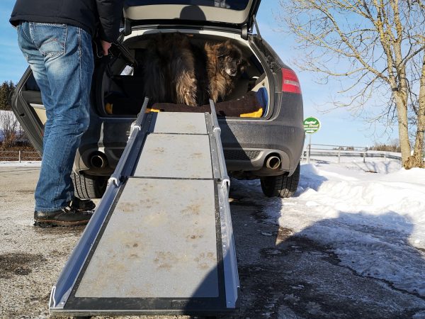 Eine Hündin ist gerade mittels Rampe in den Kofferraum eines Kombis eingestiegen. Sie steht noch und blickt nach draußen.
