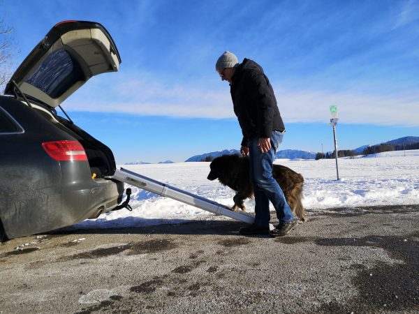 Eine Rampe lehnt an einem geöffneten Kofferraums eines Kombis. Eine Hündin steigt gerade über die Rampe ein, begleitet von ihrem Besitzer