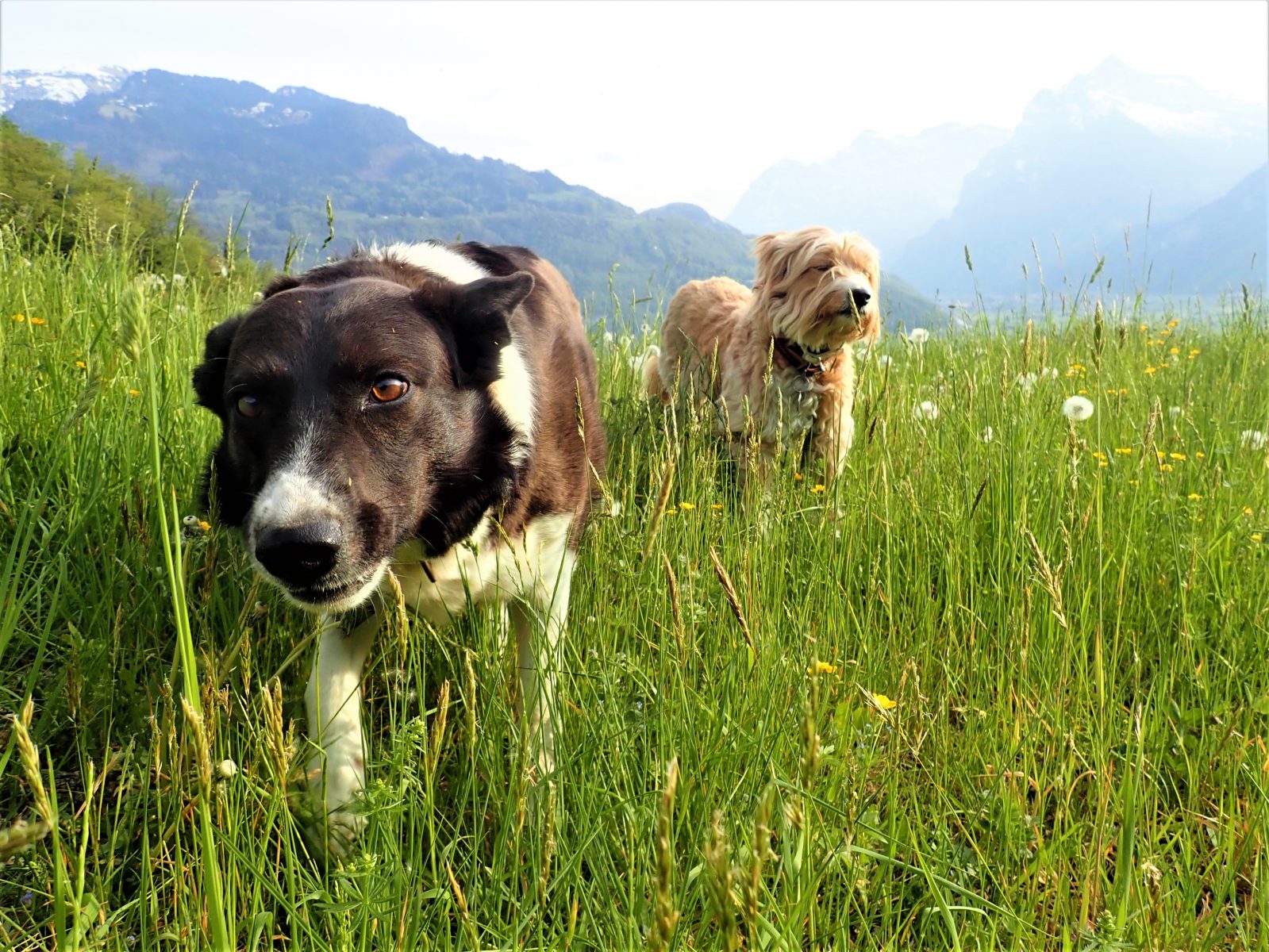Zwei Hunde stehen in einer Wildblumenwiese. Das Gras steht hoch.