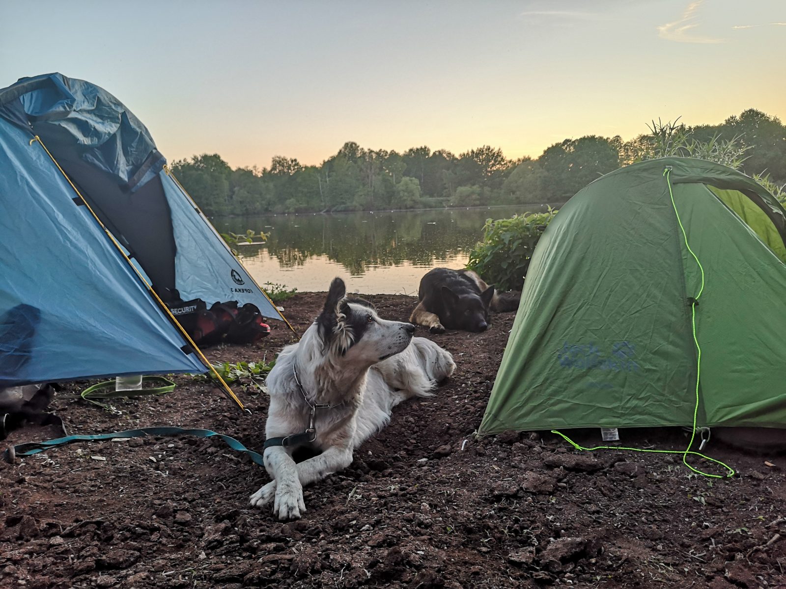 Eine mittelgroße, weiße Hündin und ein Schäferhund liegen zwischen zwei kleinen Zelten, die am Seeufer stehen. Es ist Abendstimmung, der Himmel leicht rosa gefärbt