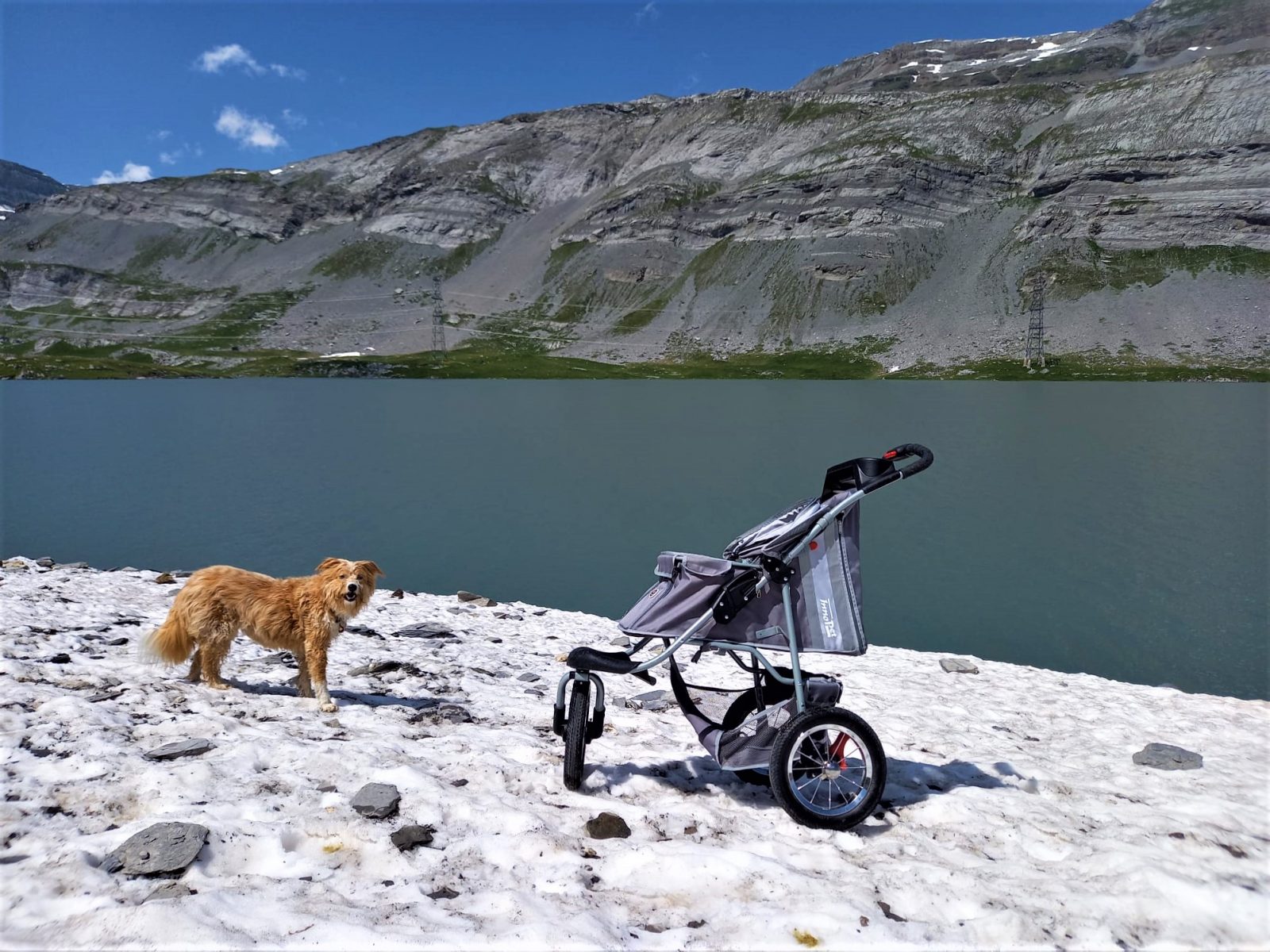 Ein brauner Hund steht am schneebedeckten Ufer eines Sees. Rechts im Bild ein Hundebuggy