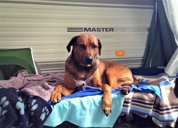 Ridgeback Carama auf einer Campingliege vor einem Wohnwagen