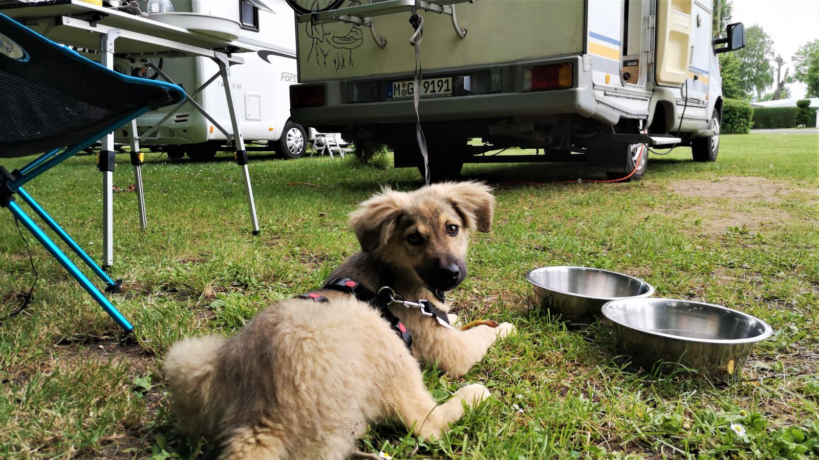 Welpe "Amos" liegt vor dem Wohnmobil in der Wiese. Neben ihm stehen seine Näpfe.