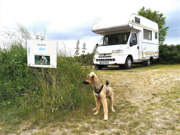 Ein kleiner Hund steht vor einem Wohnmobil. Neben ihm ein Wegweiser, der die Richtung zum Strand anzeigt.
