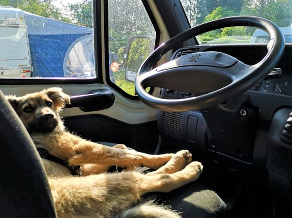 Ein kleiner Hund schläft auf dem Fahrersitz eines Wohnmobils