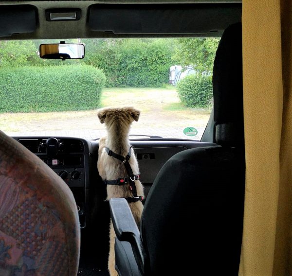 Ein Welpe steht im Fußraum vor dem Beifahrersitz und blickt durch die Frontscheibe eines geparkten Wohnmobils