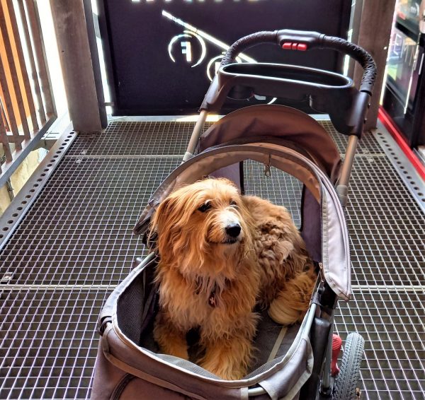 Eine Hündin im Buggy in der Gondel