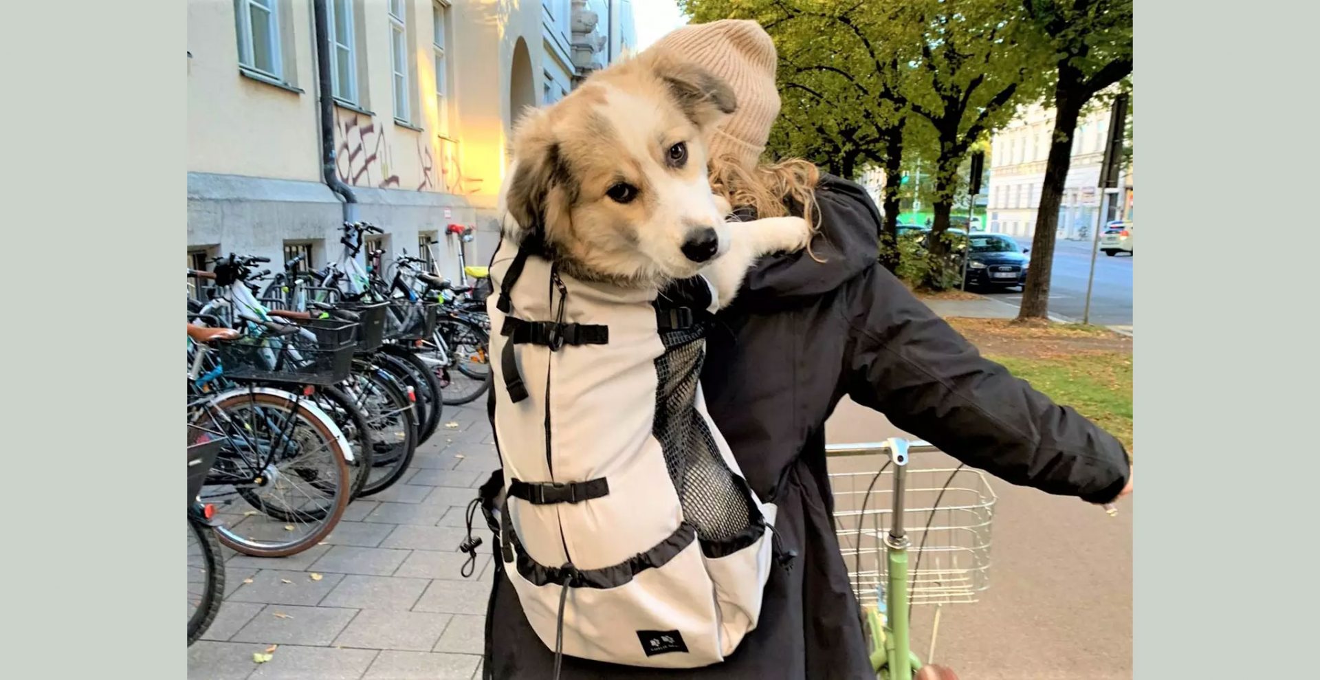 Hunde Sicherheitsgurt Ratgeber & Tests - So sorgen Sie für sichere Reisen -  StrawPoll