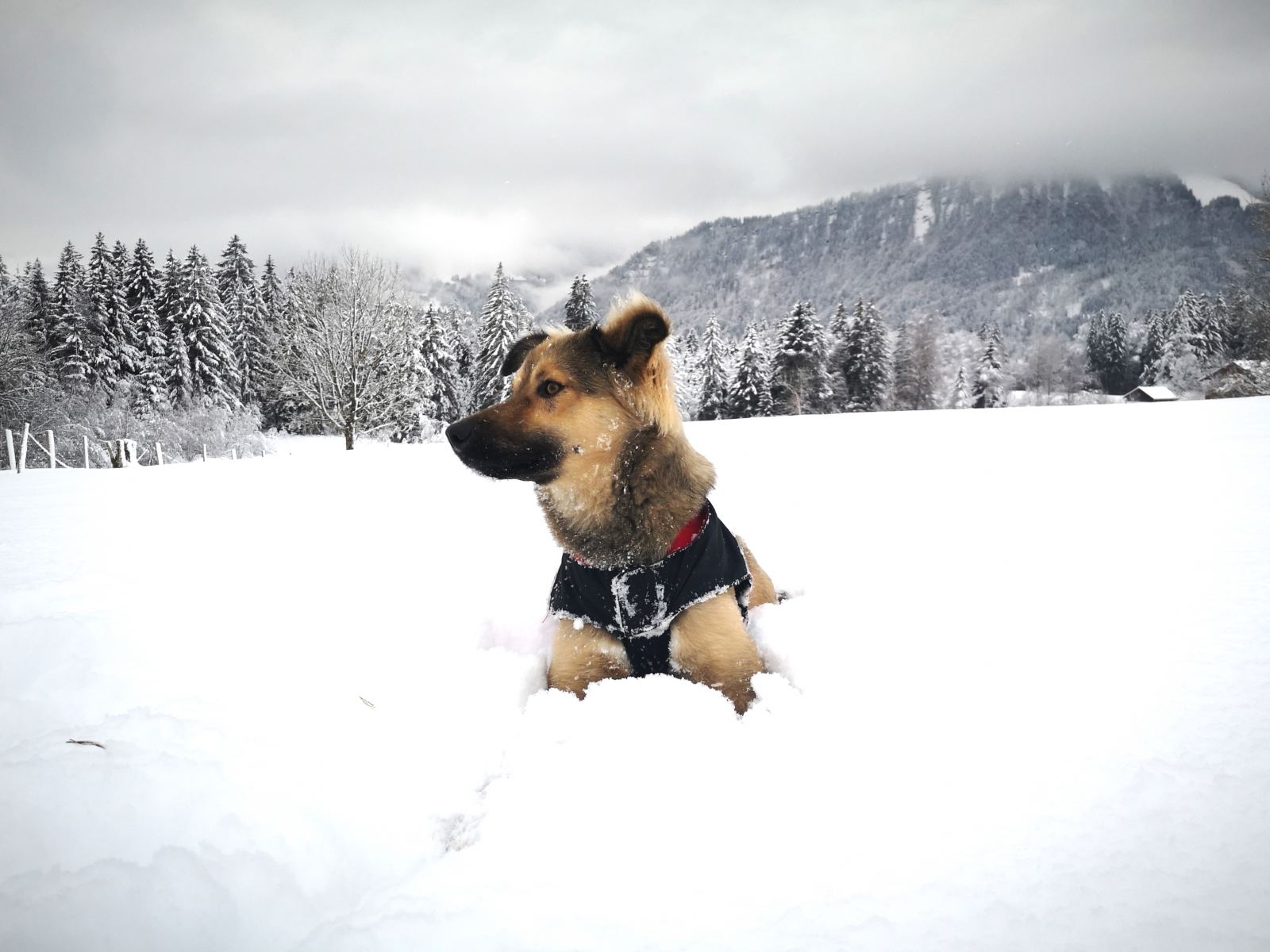 Der Mischling Amos hat es sich im Schnee gemütlich gemacht. Im Hintergrund: die Berge