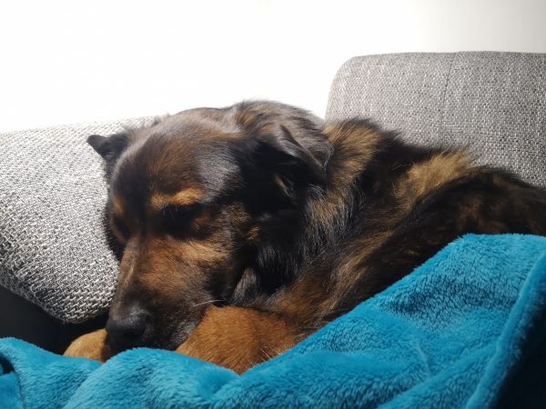 Ein großer Hund schläft auf der Couch, zugedeckt mit einer blauen Fleece-Decke