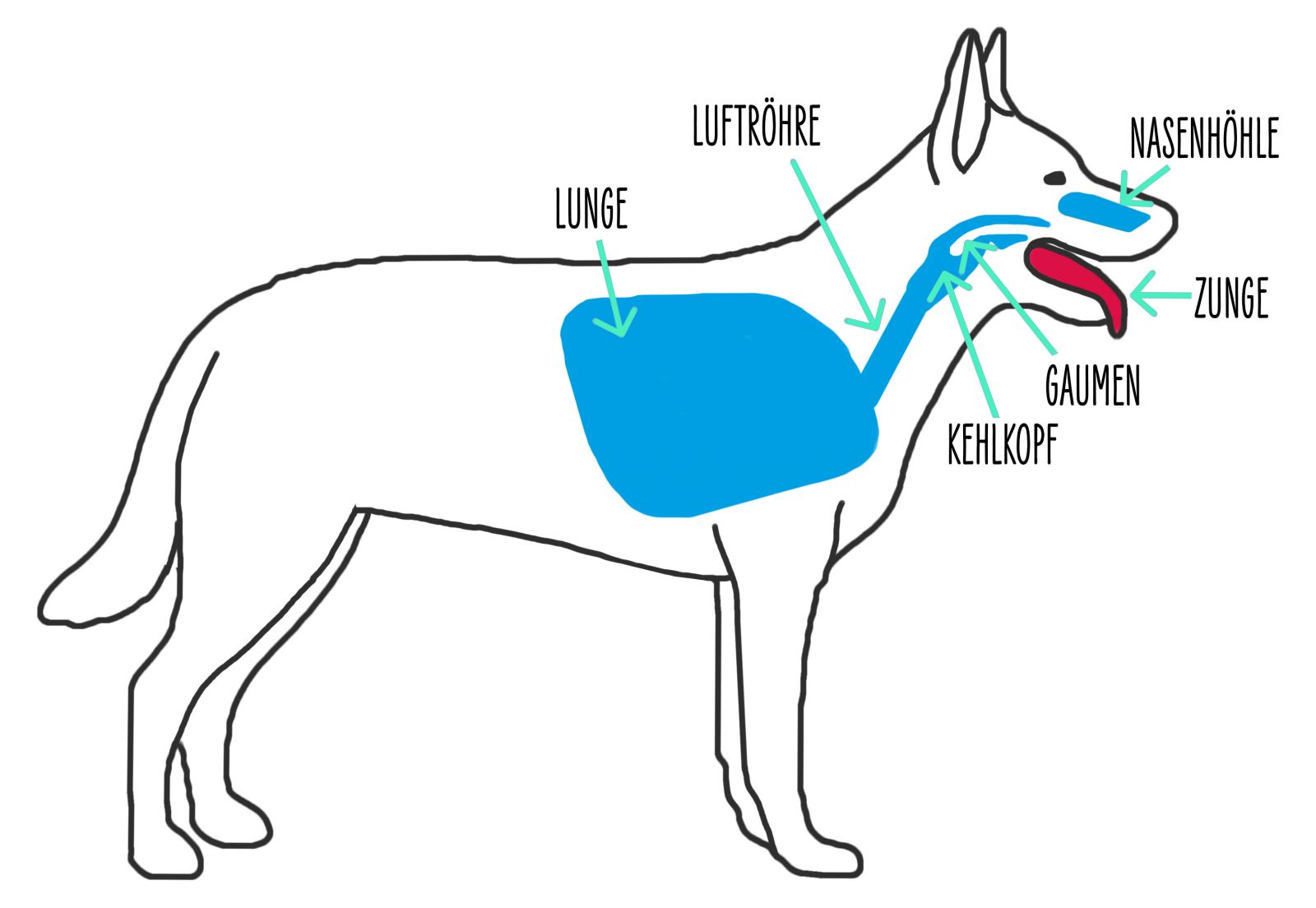 Hunde im Sommer Überhitzung erkennen und vorbeugen