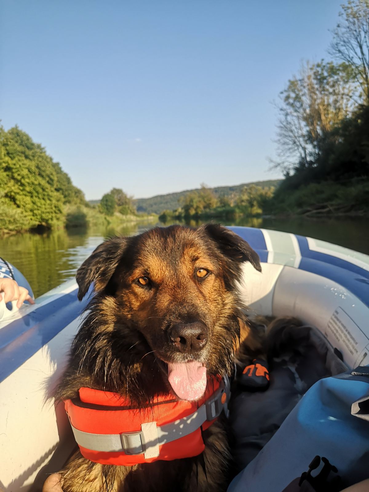 Ein großer Hund mit Schwimmweste sitzt in einem Schlauchboot auf der Altmühl.