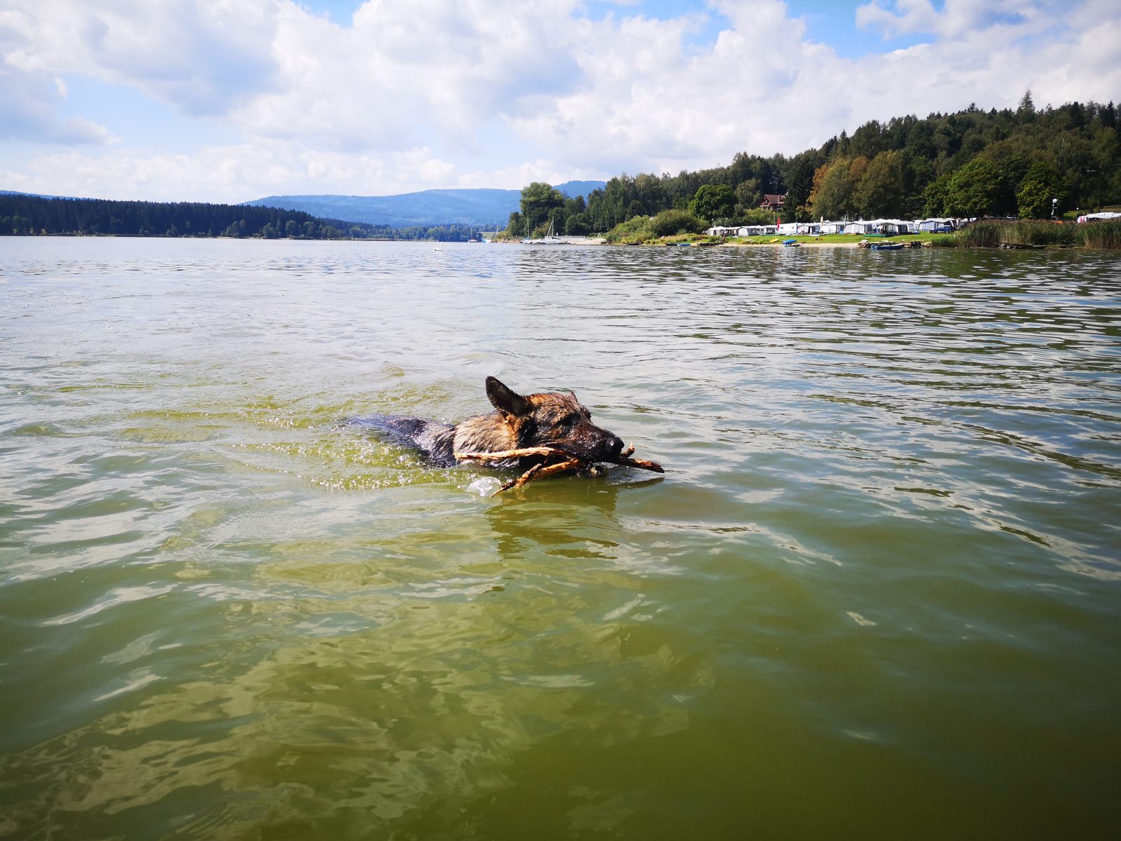 Ein Schäferhund mit Stock im Maul schwimmt in einem See
