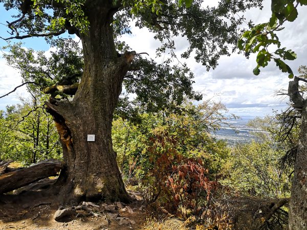Batterteiche ältester Baum Baden-Baden