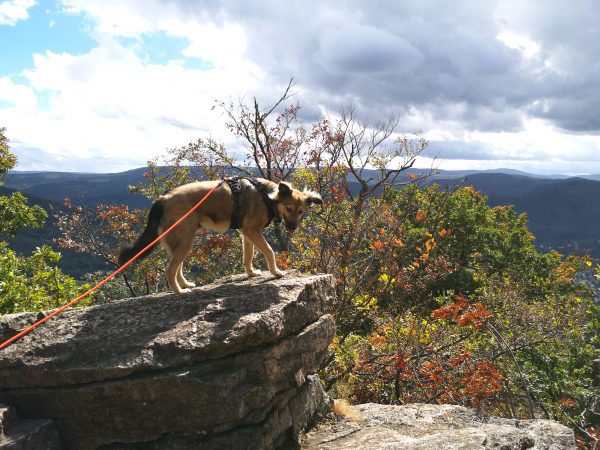 Battert Rundweg mit Hund