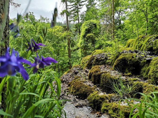 Satted grün am Hohen Brunnen