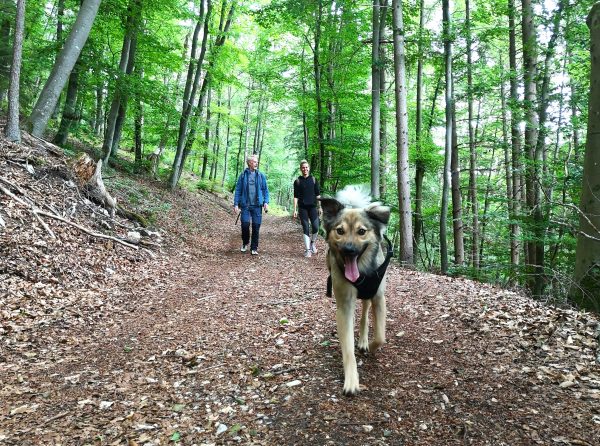 Ein junger Hund läuft freudig durch die satt-grünen Wälder des Altmühltals.